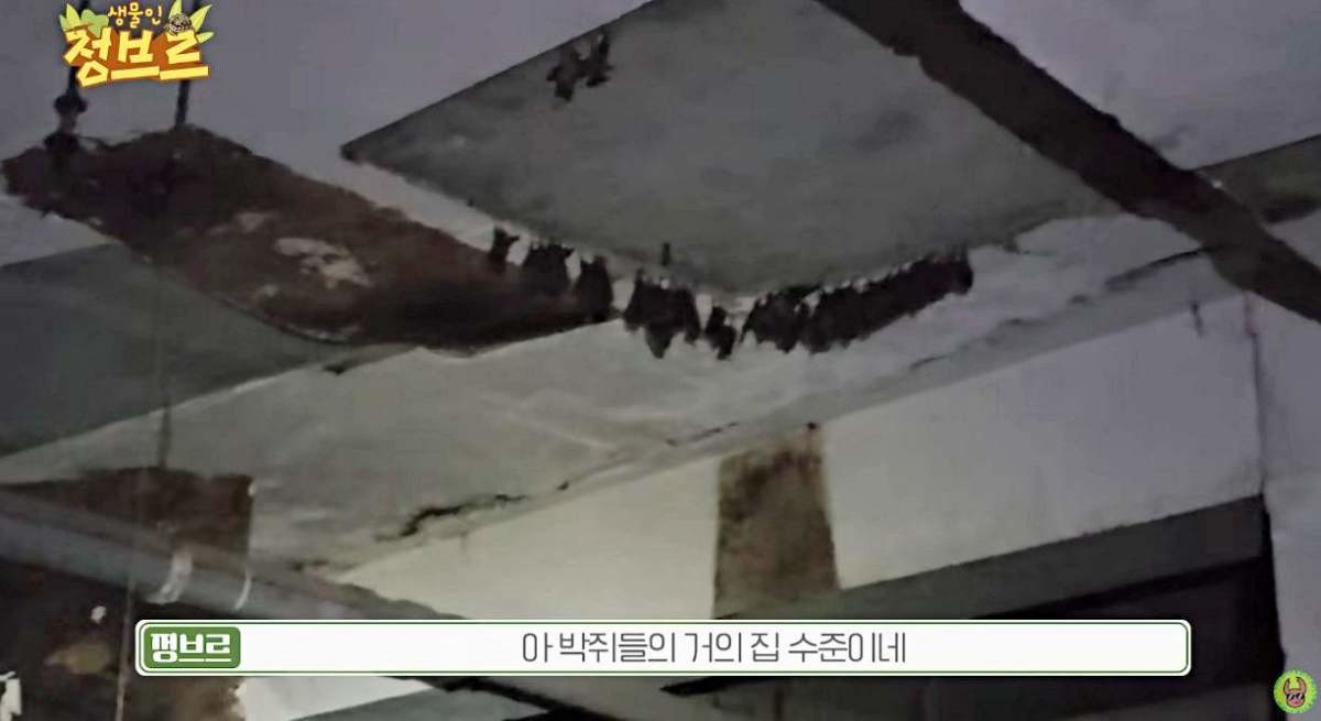 국내 한 폐가에서 발견된 박쥐 무리들. / 유튜브 '정브르'