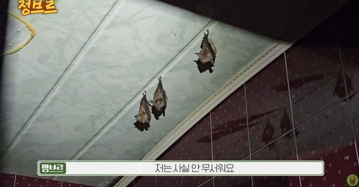 폐가를 서식처로 선택한 박쥐들. / 유튜브 '정브르'