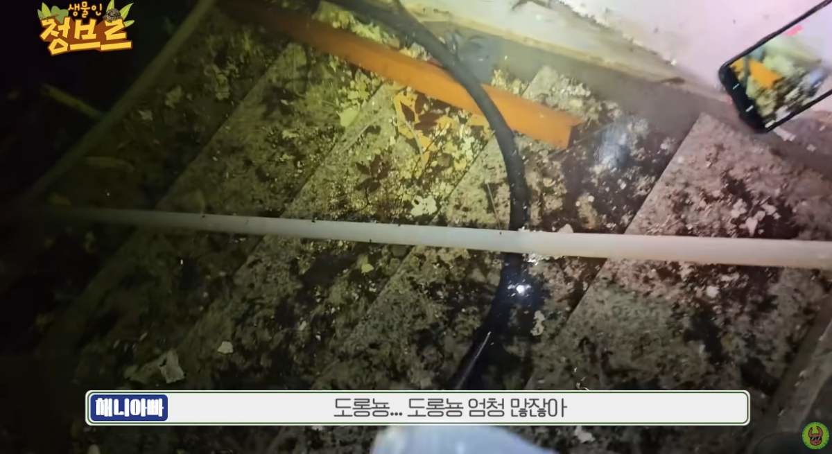 물에 잠긴 폐가에 서식하고 있는 도룡뇽들. / 유튜브 '정브르'