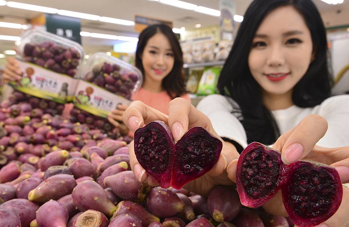서울 용산구 이마트 용산점에서 모델들이 제주도 한림읍 백년초를 선보이고 있다 / 뉴스1