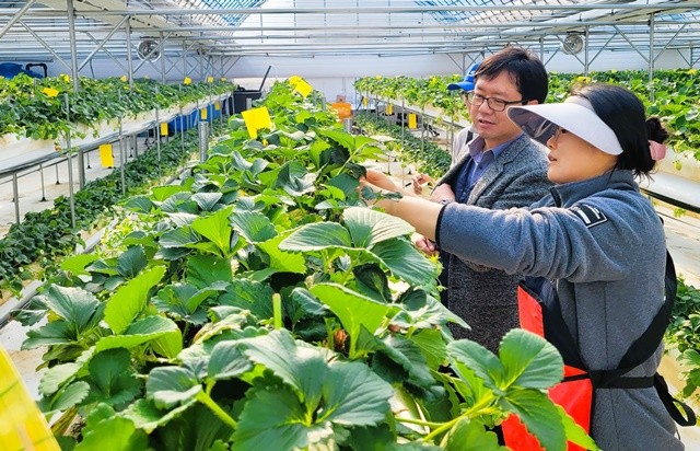 장성군이 이달 25일까지 ‘청년 스마트팜 인턴실습 임대농장’에서 딸기를 재배할 임차인을 모집한다