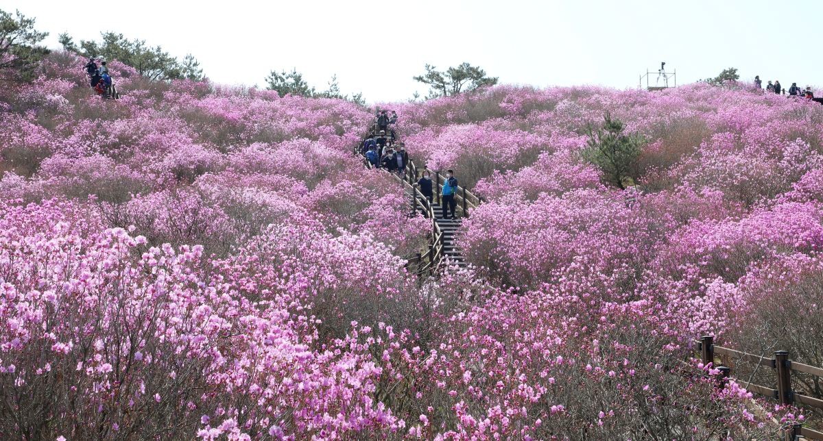 대구 달성군 유가읍 비슬산을 찾은 시민들이 활짝 핀 참꽃(진달래)을 감상하고 있다. / 뉴스1
