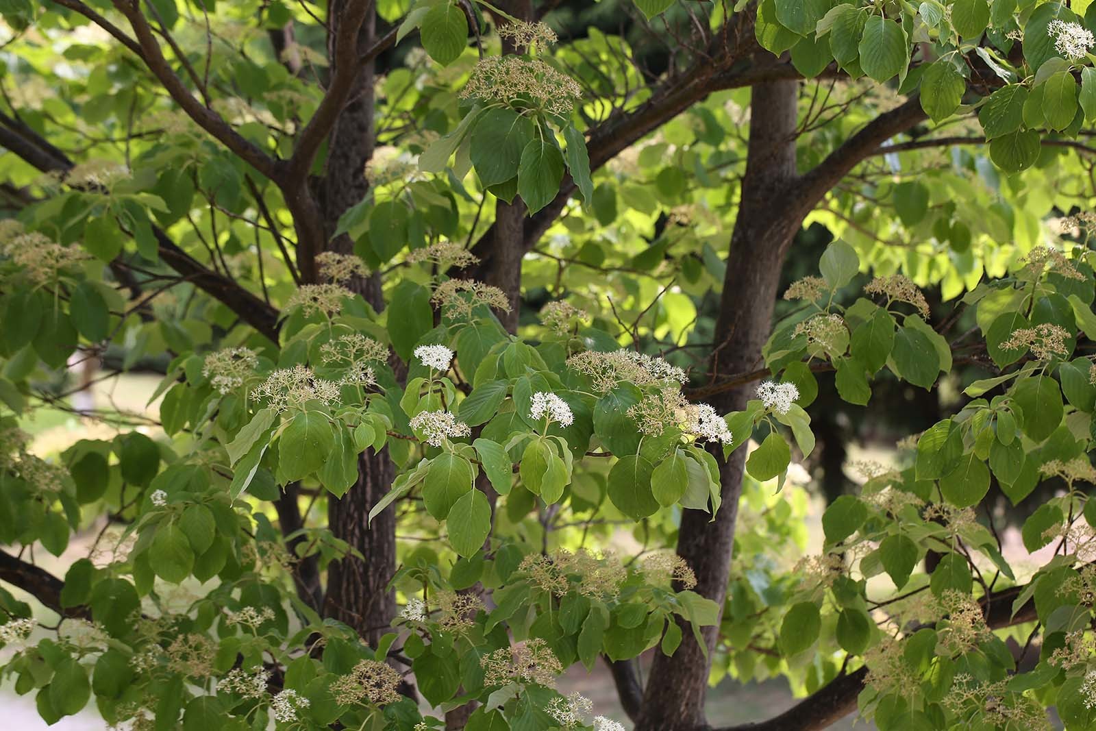 층층나무 / 국립생물자원관