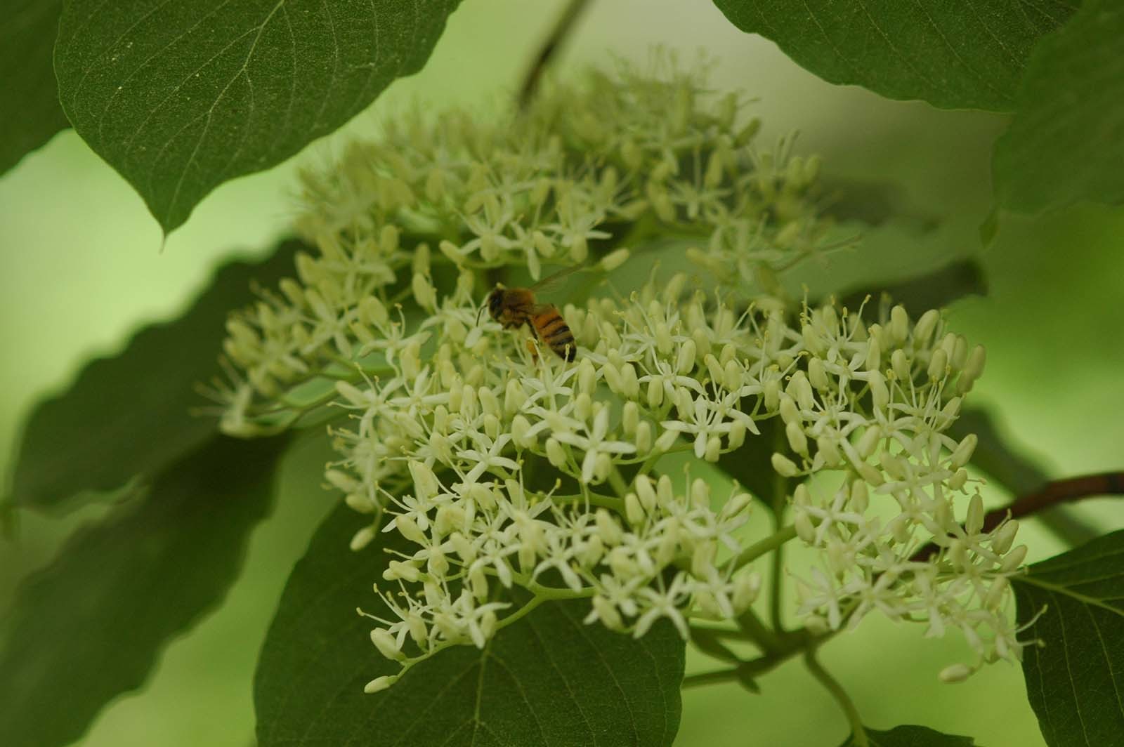층층나무 / 국립생물자원관