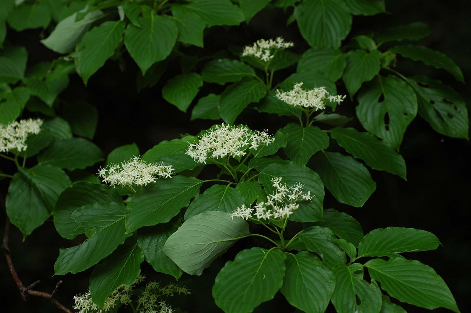 층층나무 / 국립생물자원관