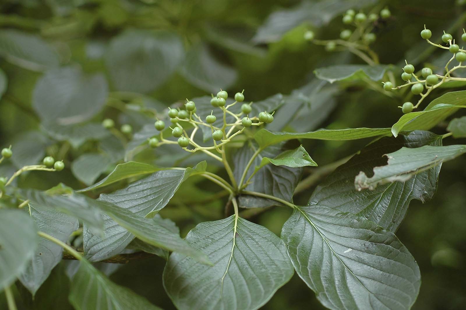 층층나무 / 국립생물자원관