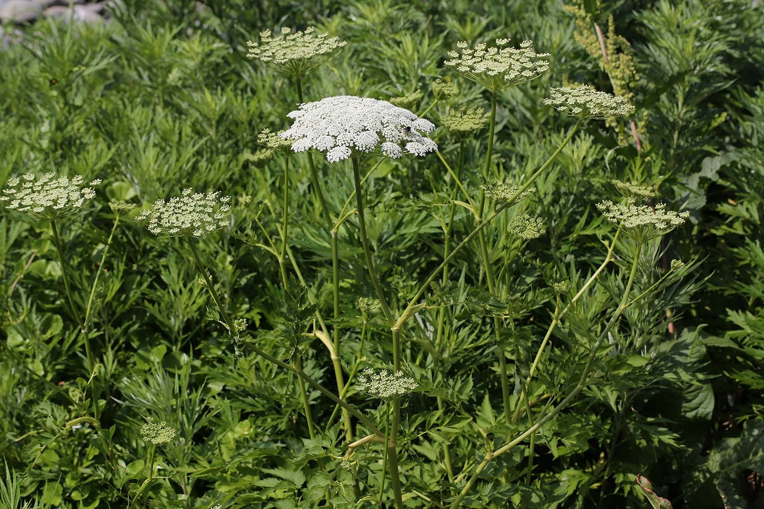섬바디 / 국립생물자원관