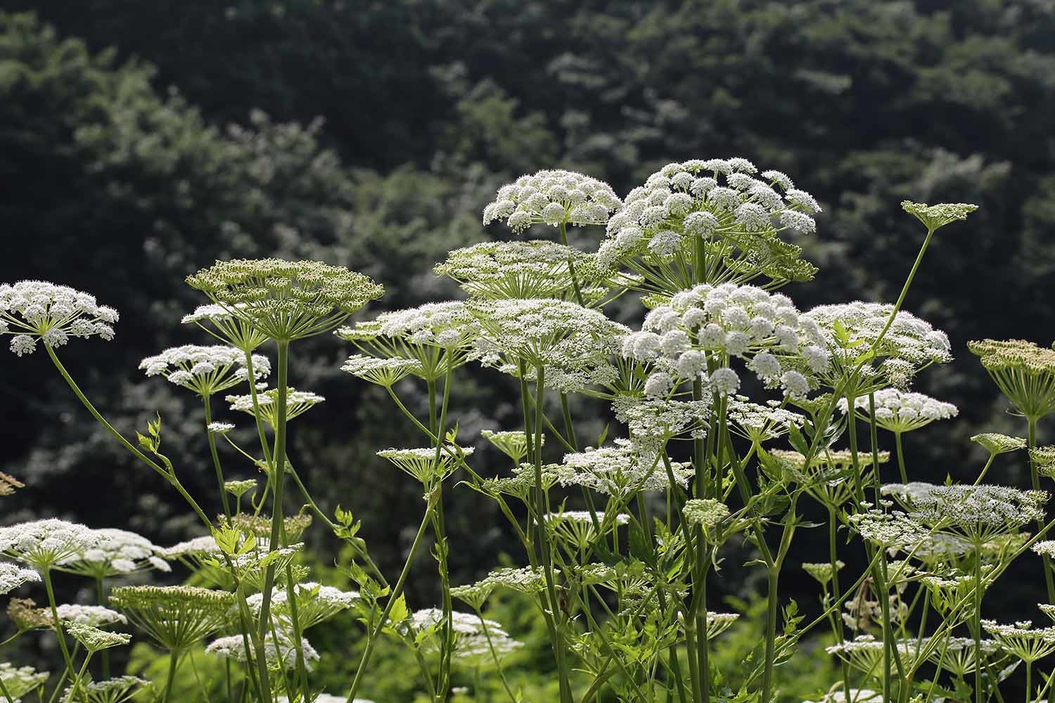 섬바디 / 국립생물자원관