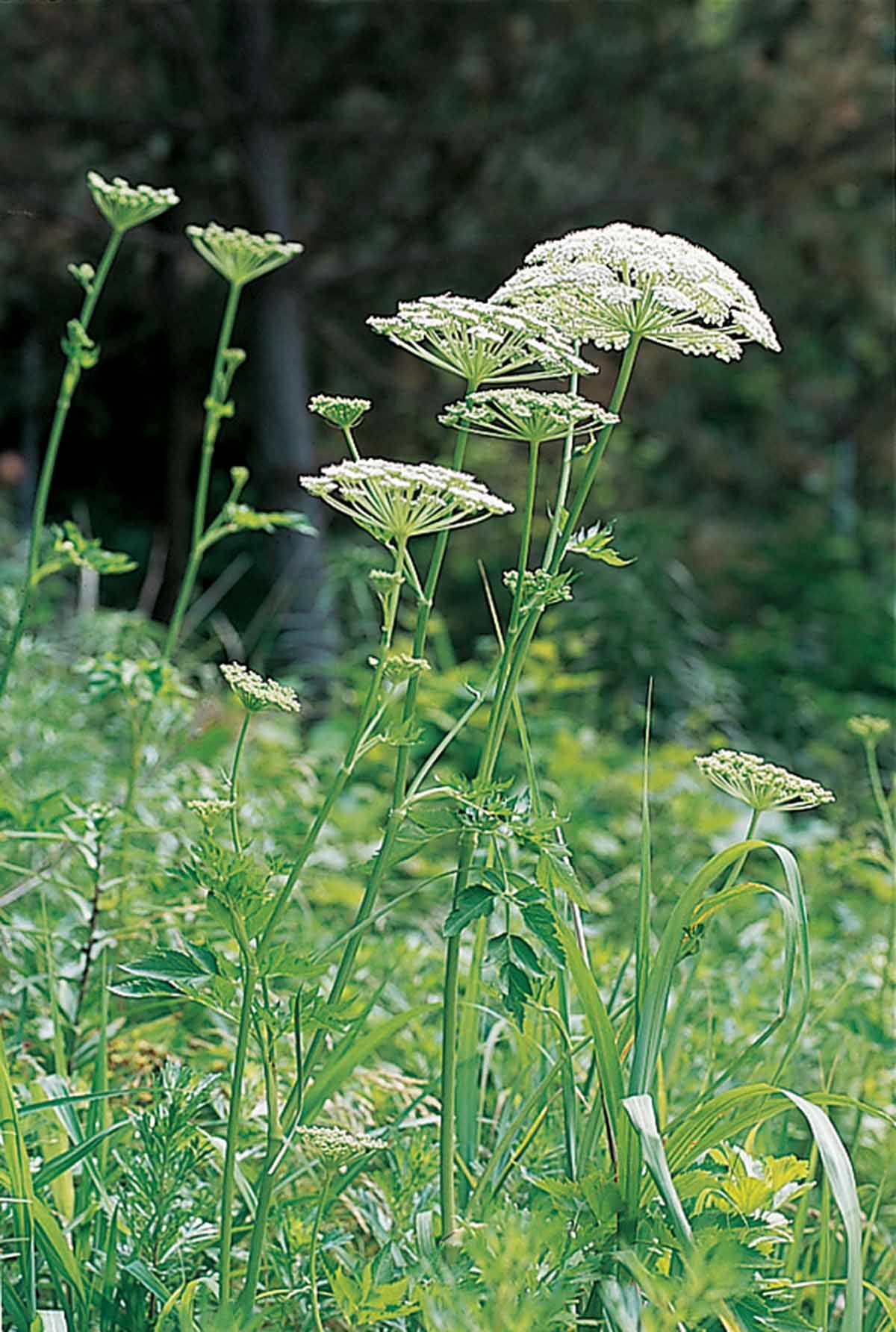 섬바디 / 국립생물자원관