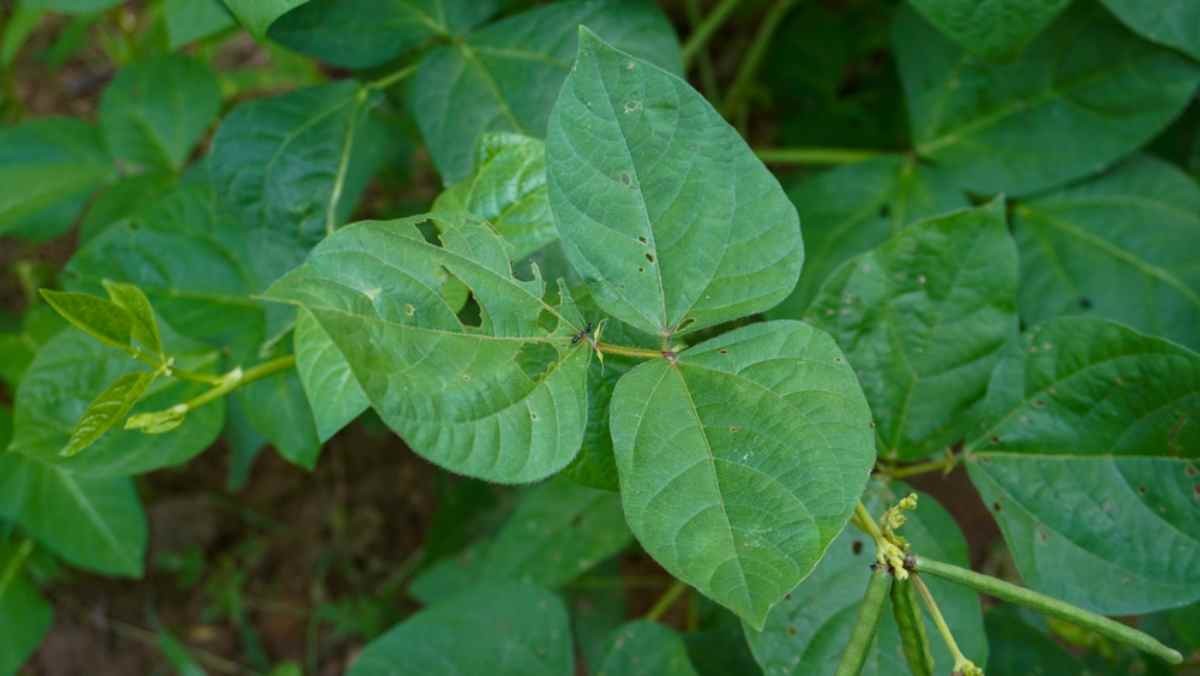 콩잎 자료사진 / Rmdhn.co-shutterstock.com