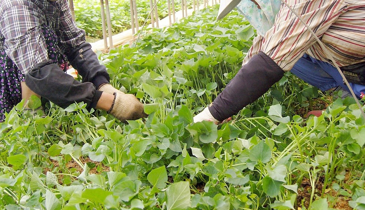 전북 익산의 한 마을에서 고구마 종순을 수확하는 농민들 모습. 기사 이해를 돕기 위한 자료 사진 / 연합뉴스