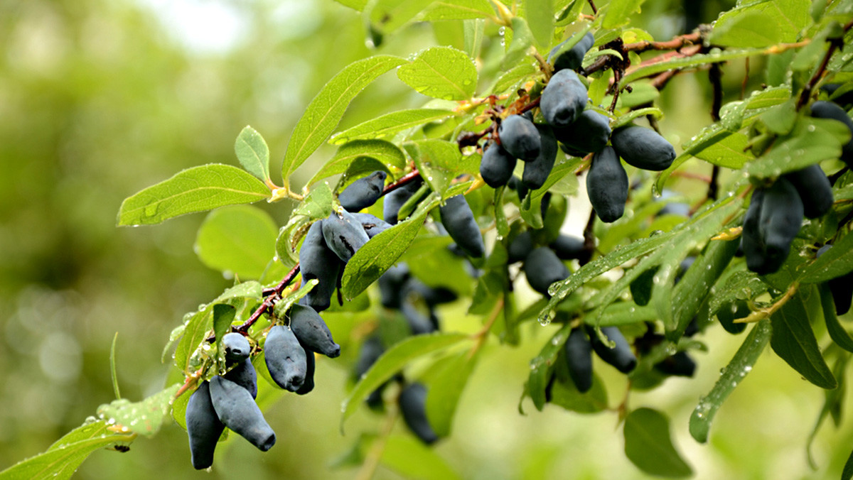 허니베리 자료사진. / weha-shutterstock.com