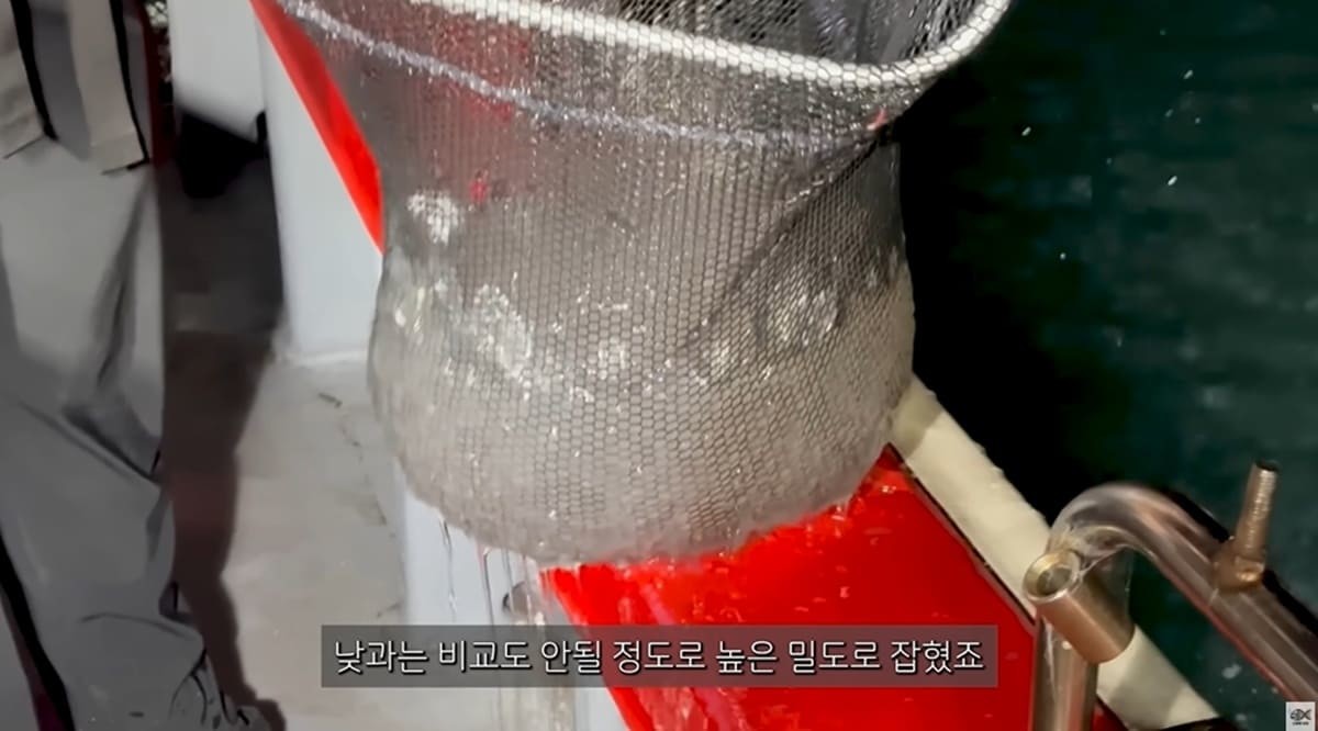 밤에 수면에 모여든 해파리들을 뜰채로 잡은 모습 / 유튜브 '수상한생선 Life Science'