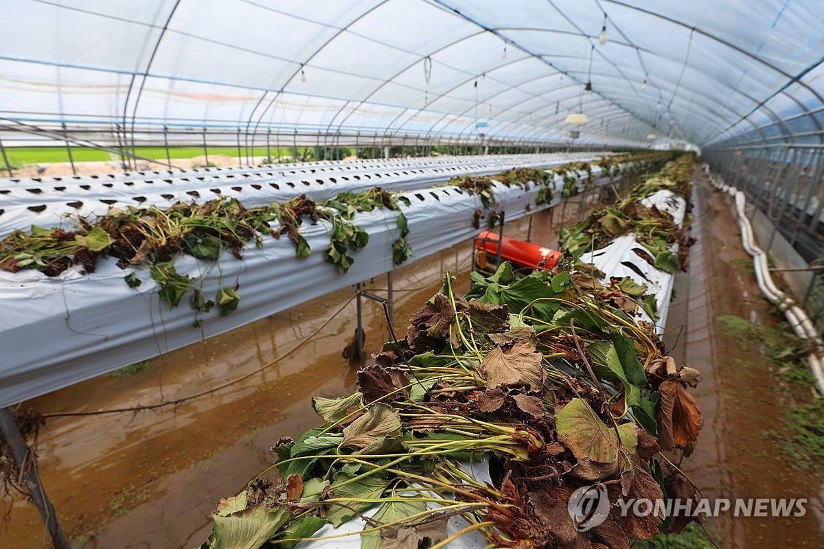 침수 피해 입은 딸기 육묘장 / 연합뉴스