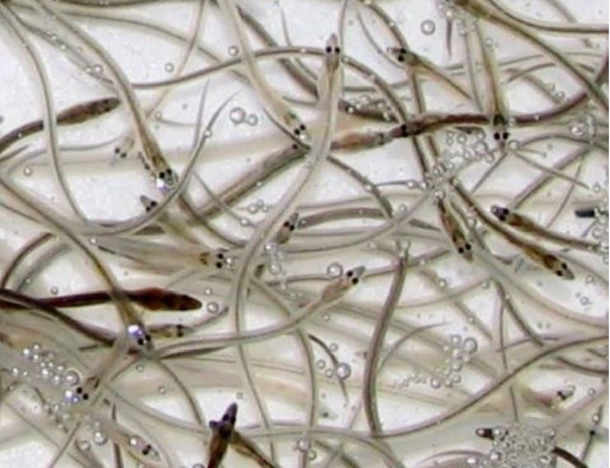 실뱀장어 / 한국해양수산개발원 제공