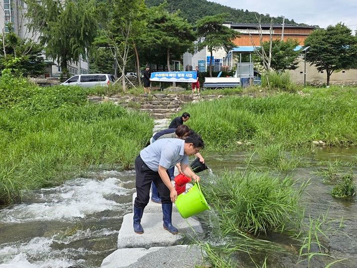 전북 장수군은 내수면 수산자원 증강과 친환경 생태계 보전을 위해 관내 2개 하천에 토종붕어 치어 7만 5000마리를 방류했다고 밝혔다. 방류 행사 당시 촬영한 사진이다. / 전북 장수군 제공