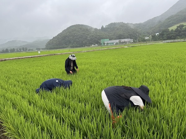 임실군