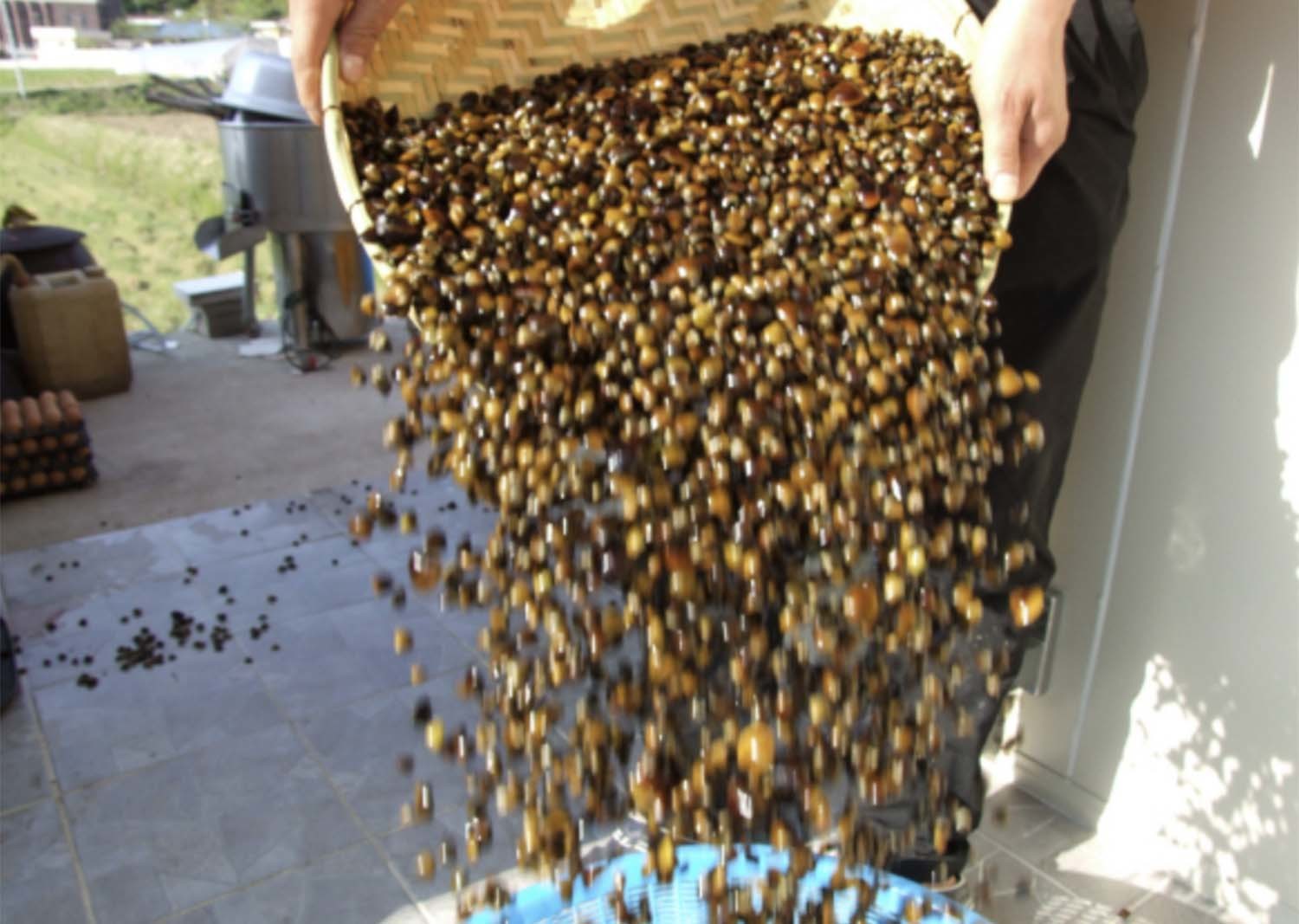 재첩 / 하동군 제공