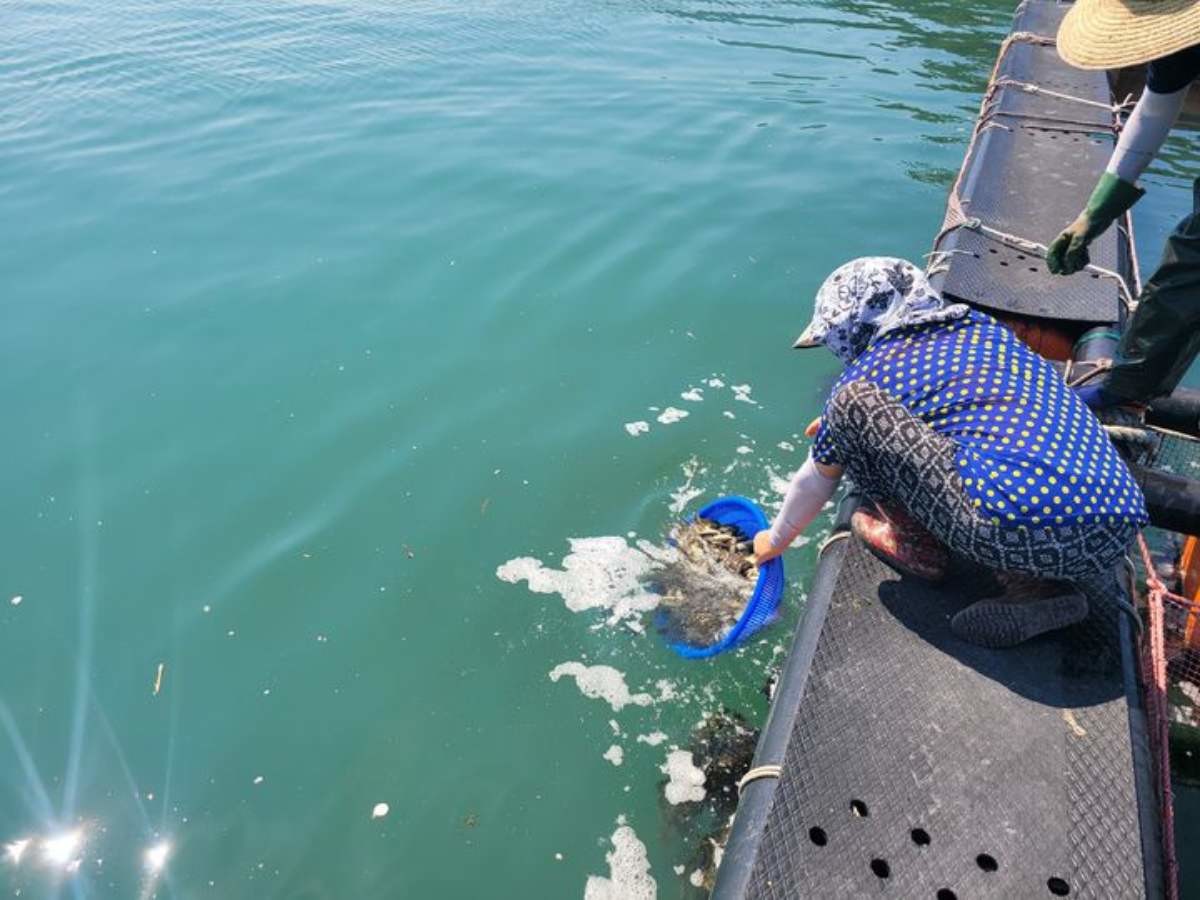 양식어종 긴급 방류. / 해양수산부 제공