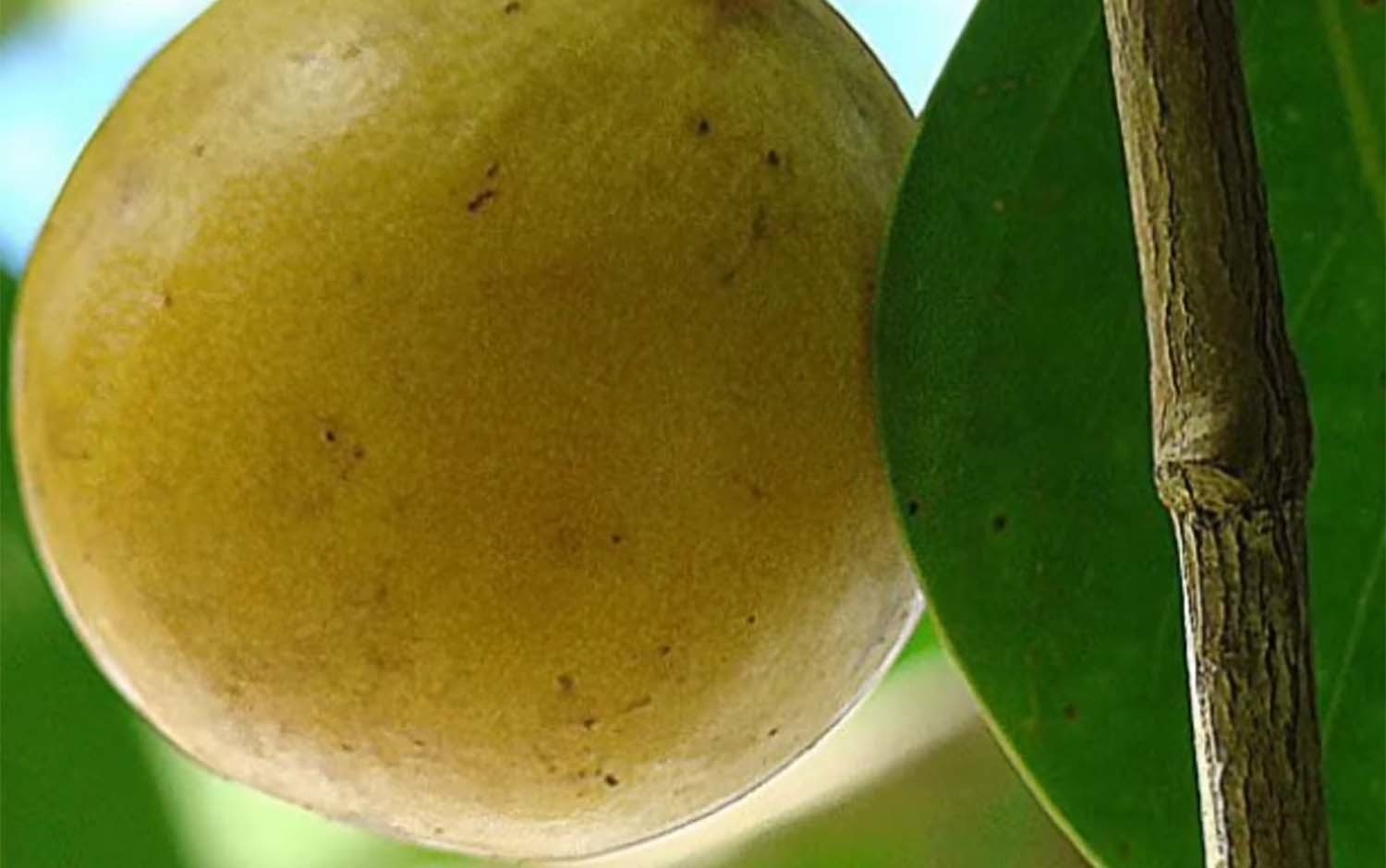 만치닐 열매 / 'FOX 13 Tampa Bay' 유튜브