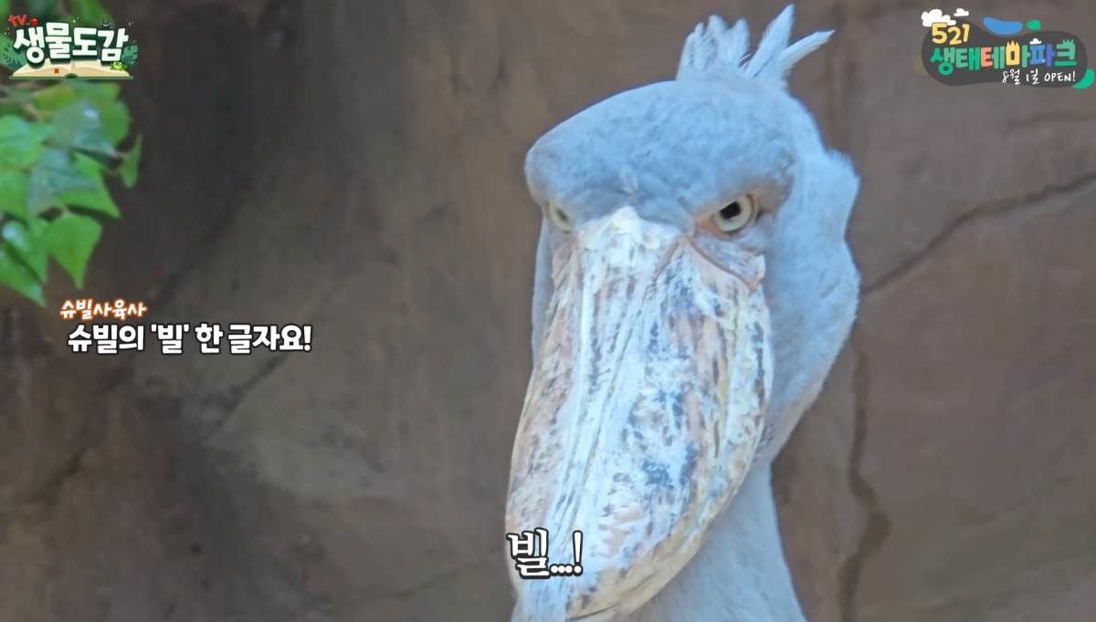 슈빌의 독특한 부리. / 유튜브 'TV생물도감'
