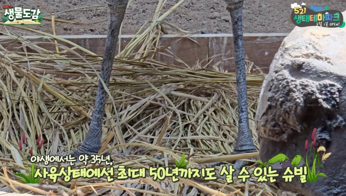 슈빌 다리. / 유튜브 'TV생물도감'