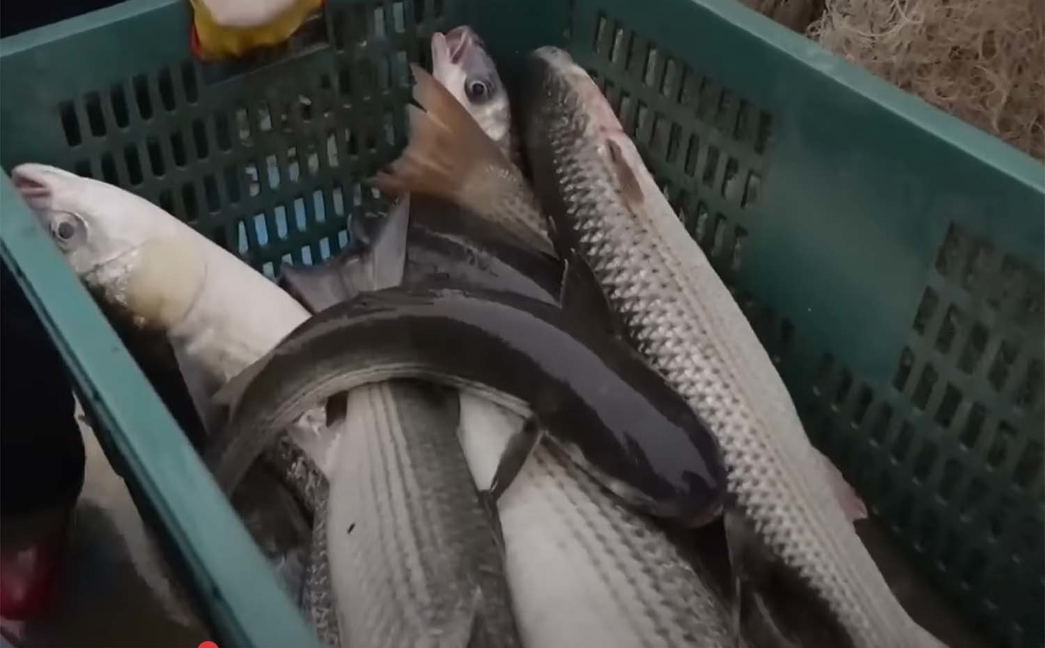 한강에서 잡은 물고기 / EBS