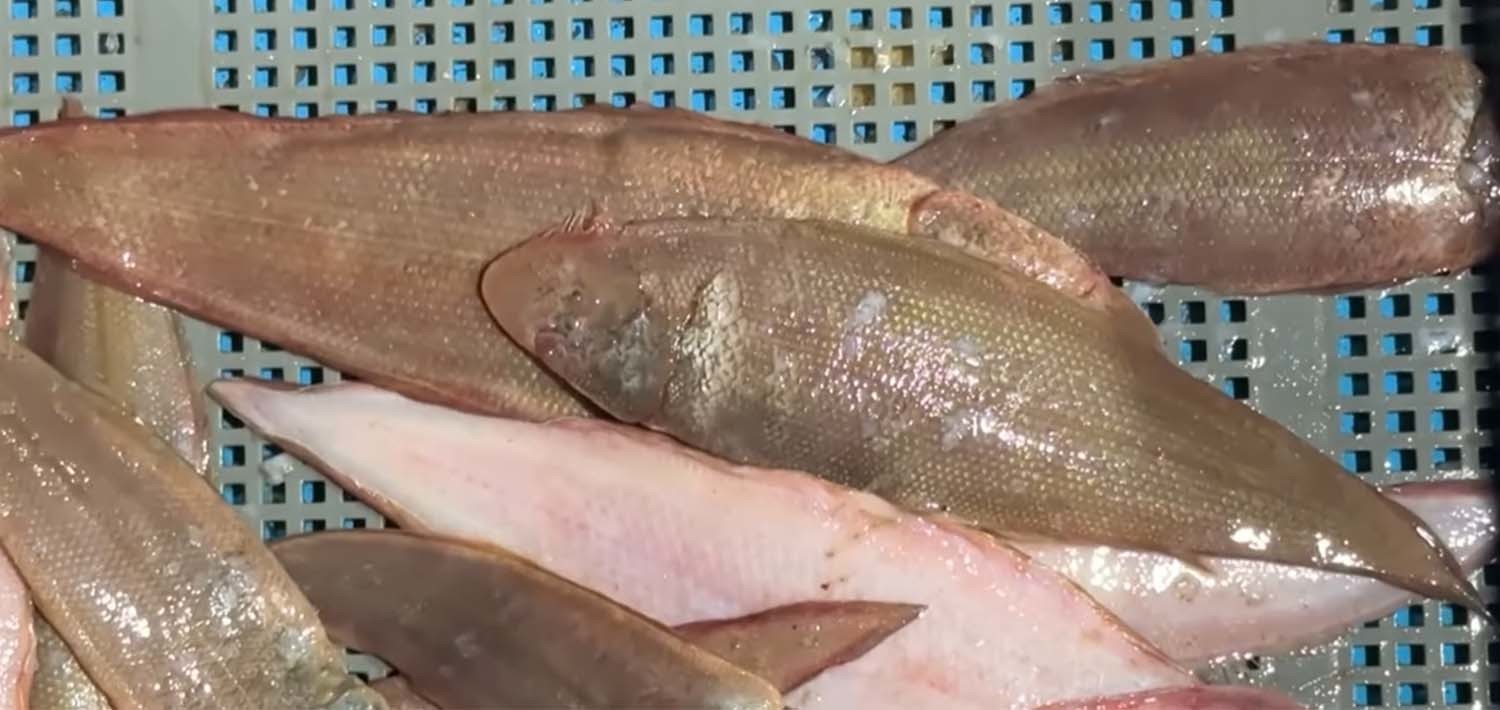 서대 / '마초TV' 유튜브