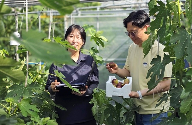 전남농업기술원 과수연구소에서 무화과 작황 조사를 하고 있다