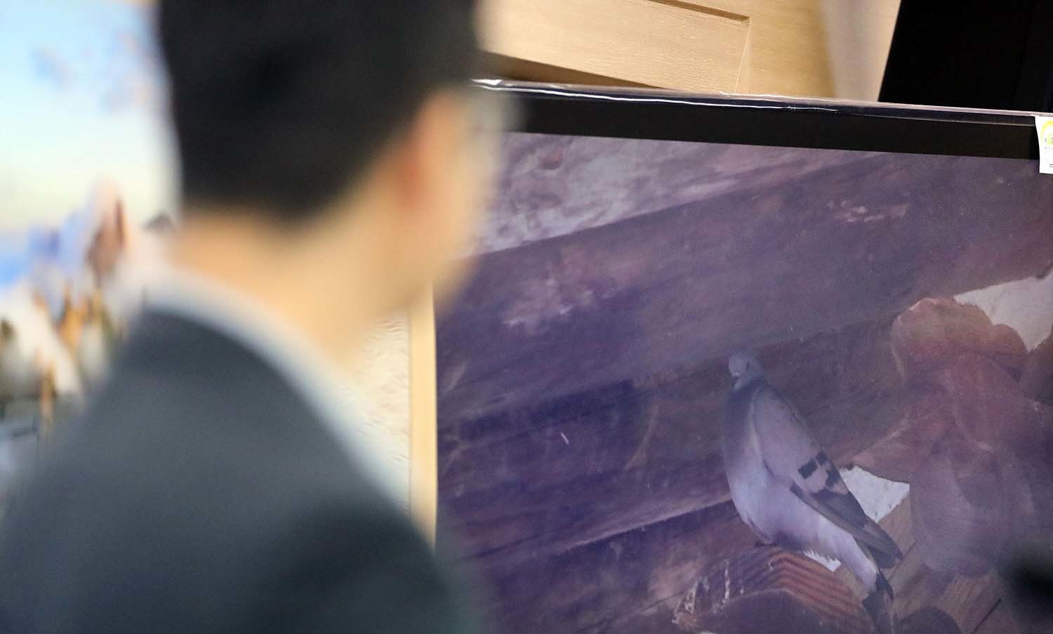 국립공원관리공단 지리산남부사무소 측이 2018년 7월 8일 정부세종청사 환경부 기자실에서 멸종위기 토종 텃새인 양비둘기가 지리산 사찰에서 서식하고 있다는 내용의 브리핑을 하고 있다. / 뉴스1 자료사진