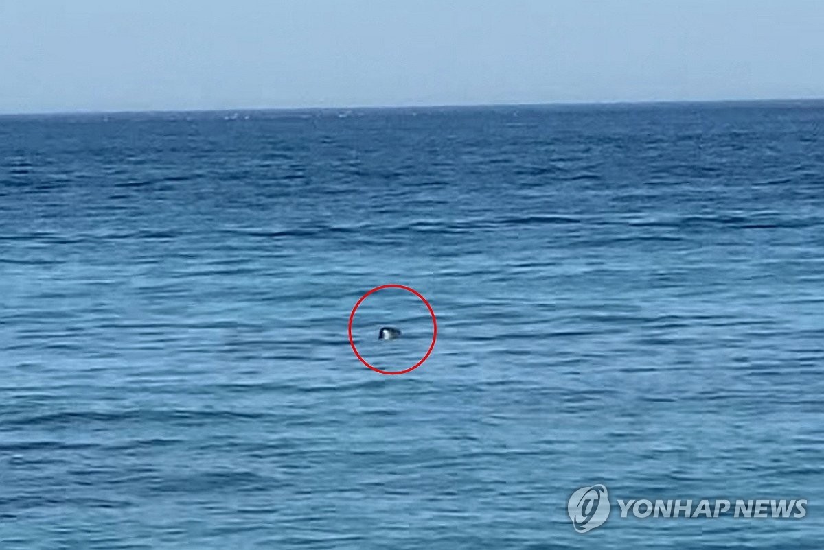 강릉 사근진 해수욕장 인근 바다에서 점박이물범이 포착됐다. / 독자 제보-연합뉴스