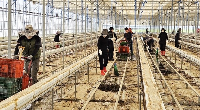 국립원예특작과학원, 전남농업기술원이 나주 동강면에서 침수 피해 복구 봉사활동을 진행했다.