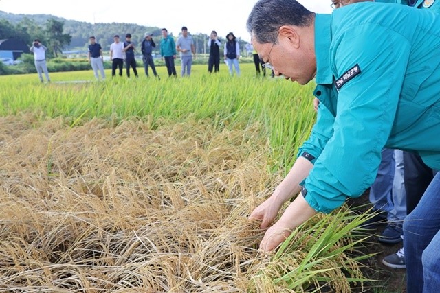 명현관 군수 벼멸구 방제현장방문