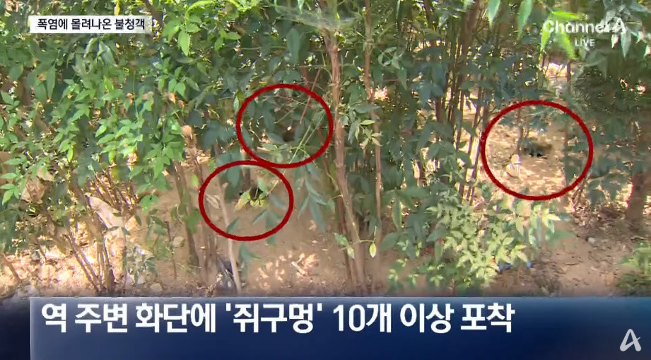역 주변 화단에서 발견된 쥐구멍 / 채널A