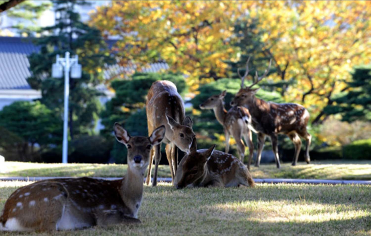청와대에 방사됐던 꽃사슴들 / 청와대