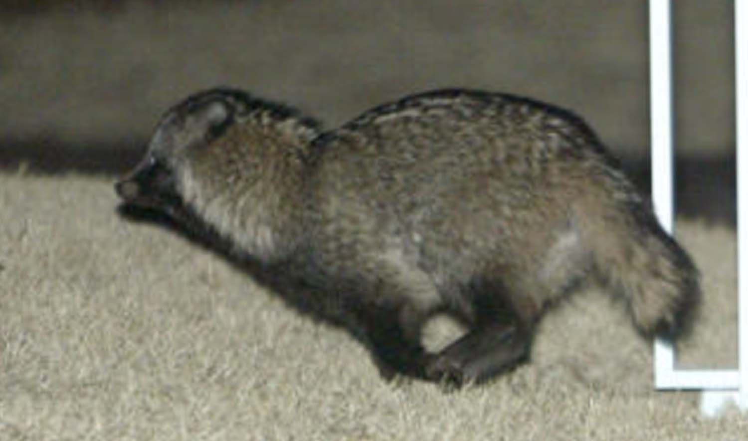 청와대에 살았던 너구리 / 연합뉴스