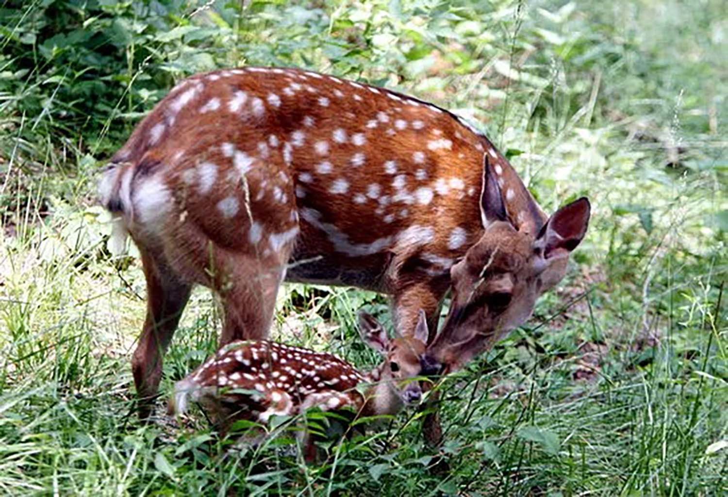 청와대에 살았던 꽃사슴들 2008년 사진. / 청와대