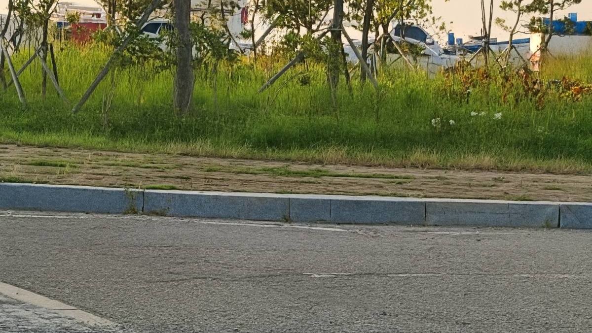 들개가 출몰한 도시의 일반 도로. 기사 내용을 바탕으로 AI가 생성한 자료사진.
