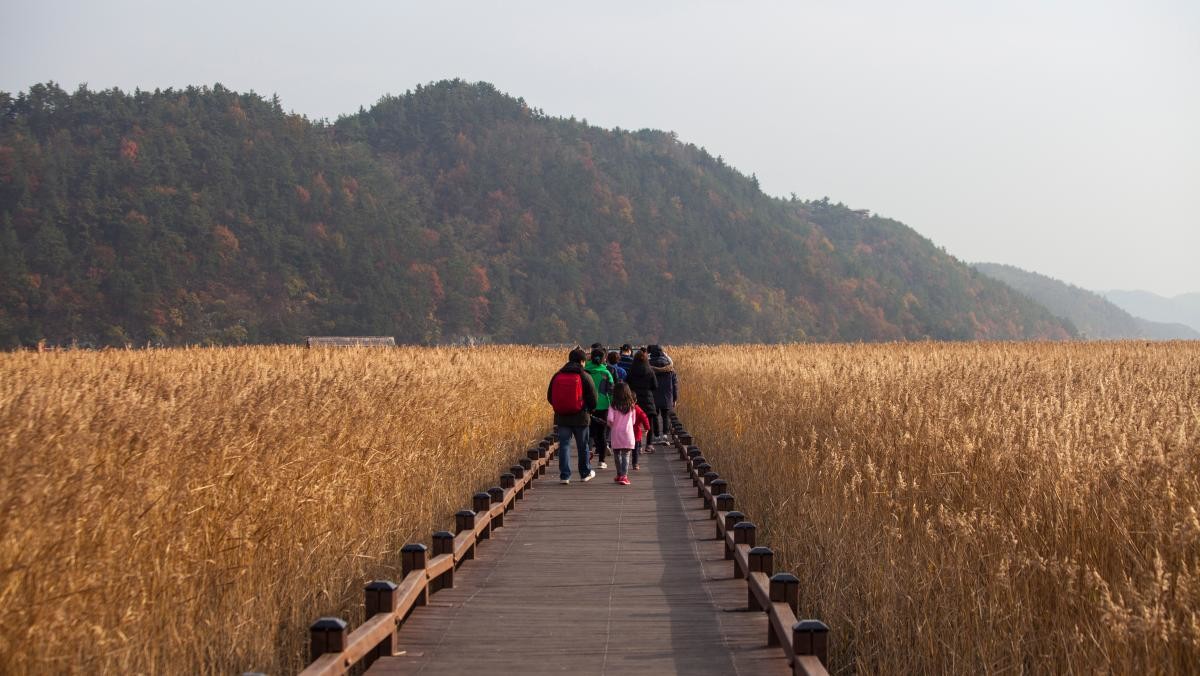 순천만 갈대밭. / Hujaha-shutterstock.com