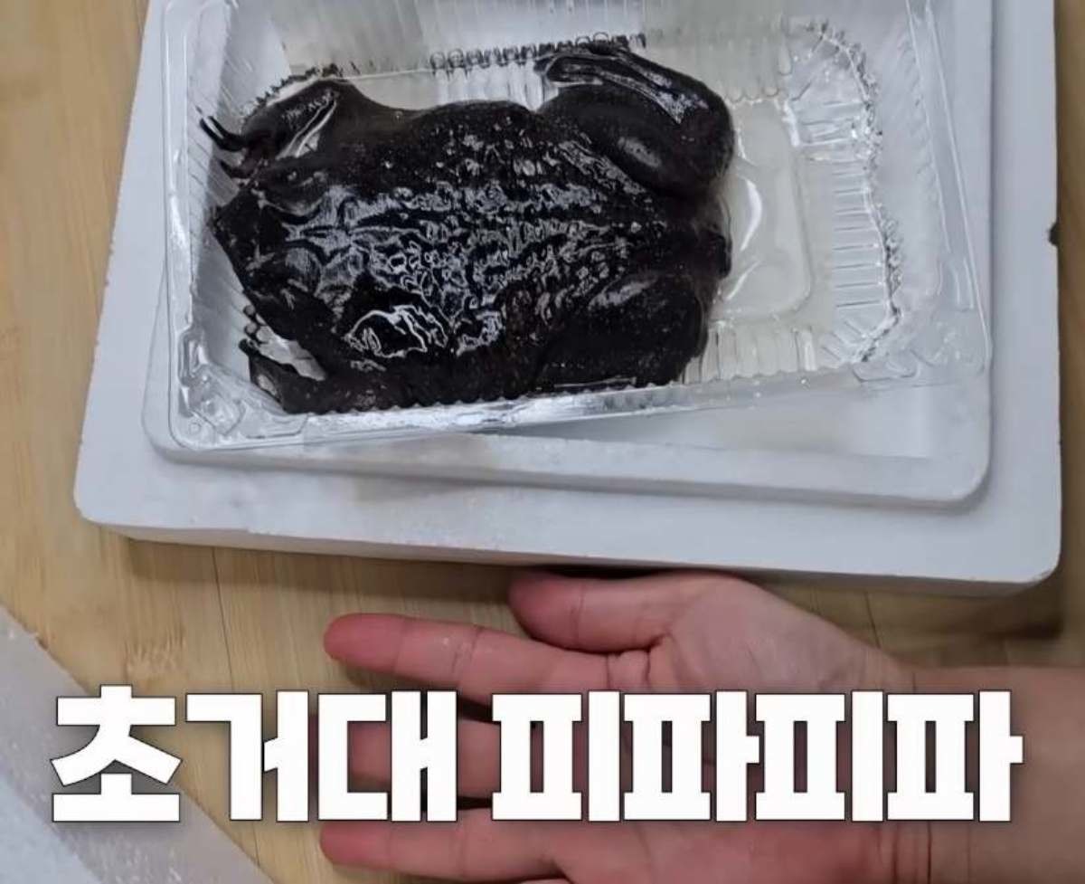 초대형 피파 개구리. / 유튜브 '정브르'
