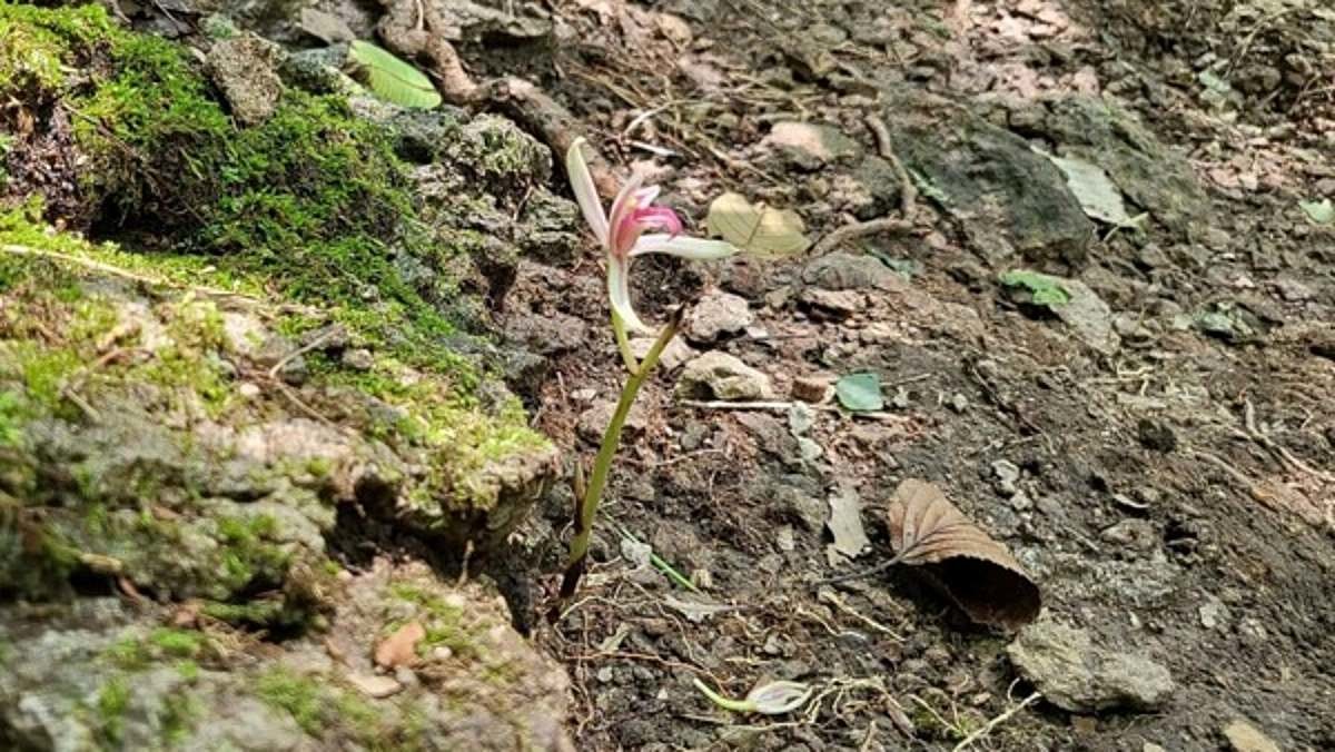 정읍 내장산 국립공원에서 멸종위기종인 대흥란’이 발견돼 화제를 모았다. / 국립공원공단 내장산사무소 제공