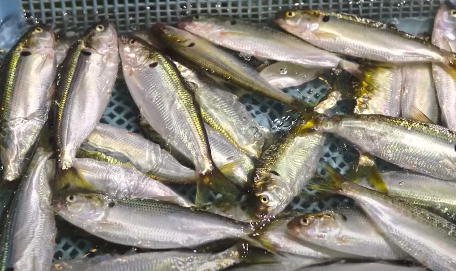 전어 / '입질의추억TV'