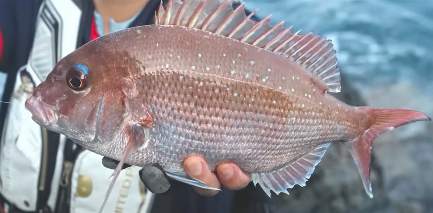 상사리 / '입질의추억TV'