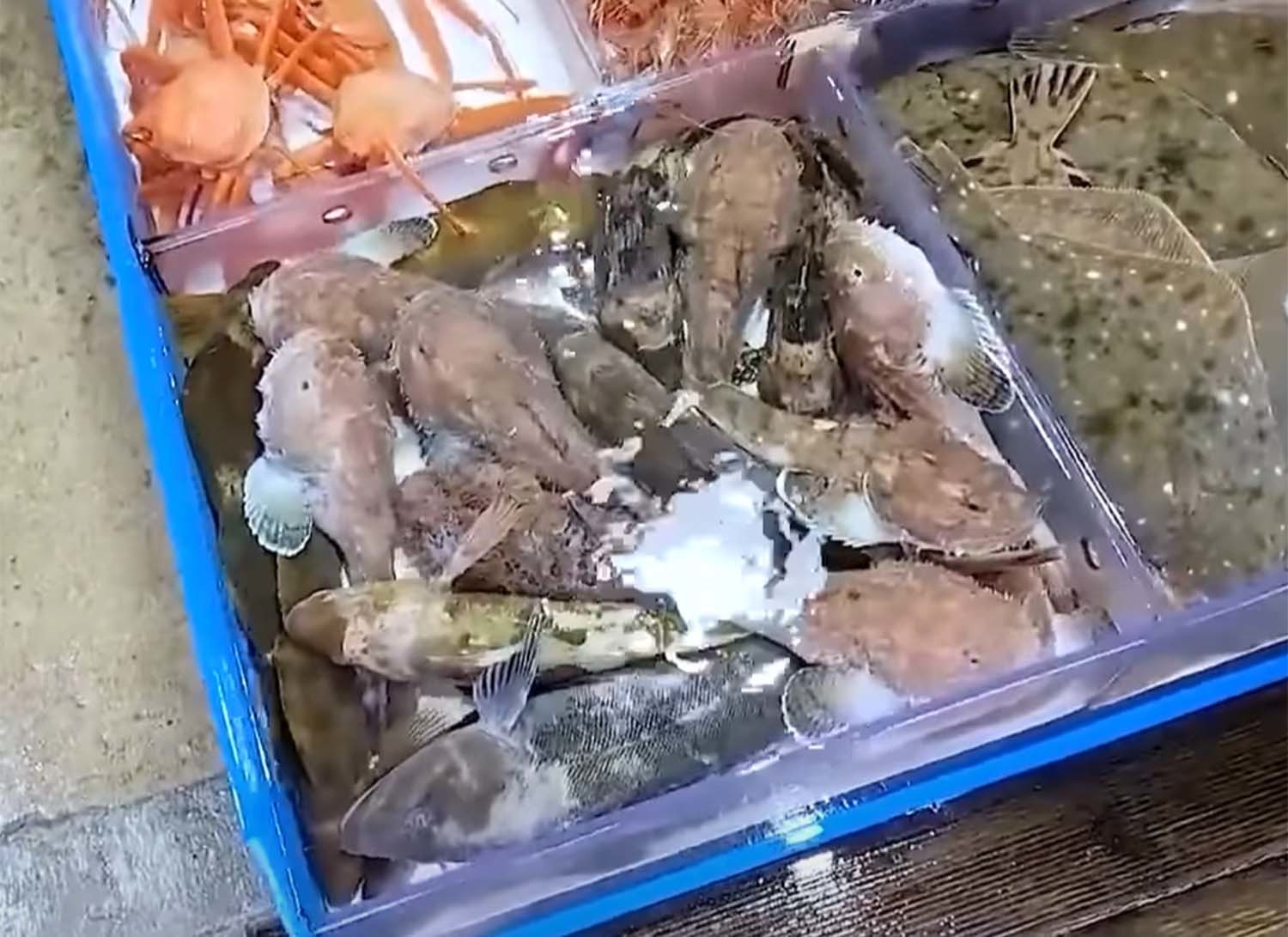 돌삼치(자연산 쥐노래미) / '입질의추억TV'