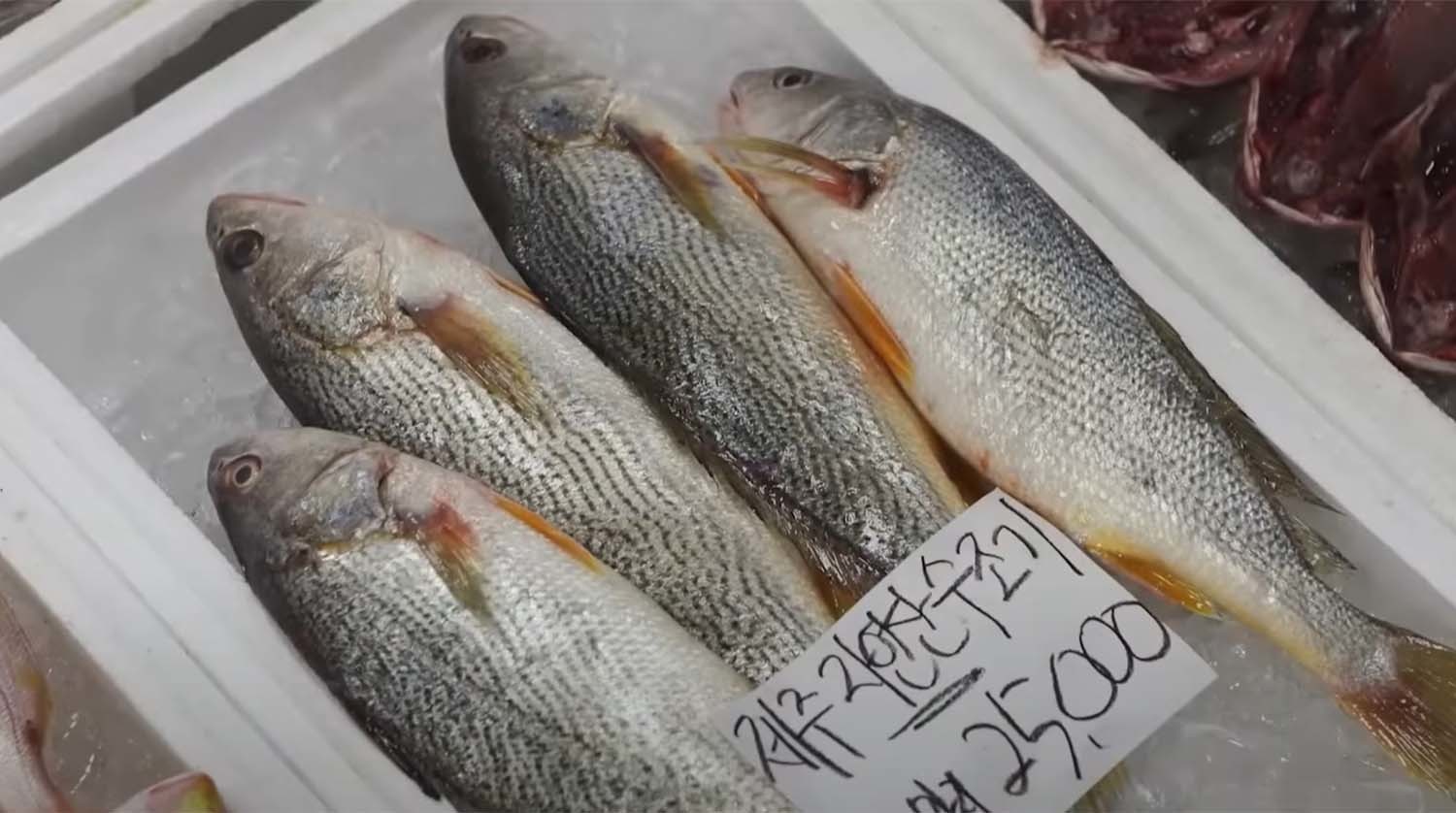 수조기 / '입질의추억TV'