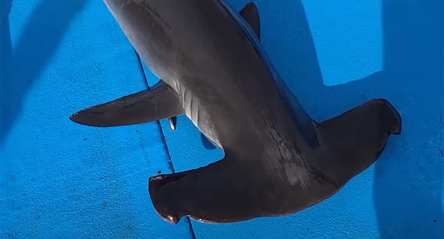 홍살귀상어 / '헌터퐝' 유튜브