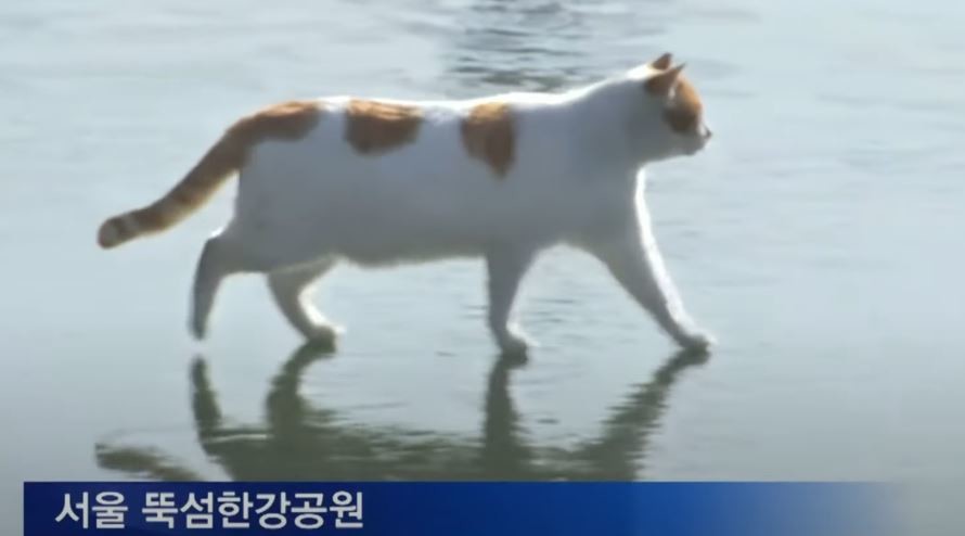 '꽁꽁 얼어붙은 한강 위로 고양이가 지나가고 있습니다' 뉴스 원본 / 유튜브,MBN 캡처