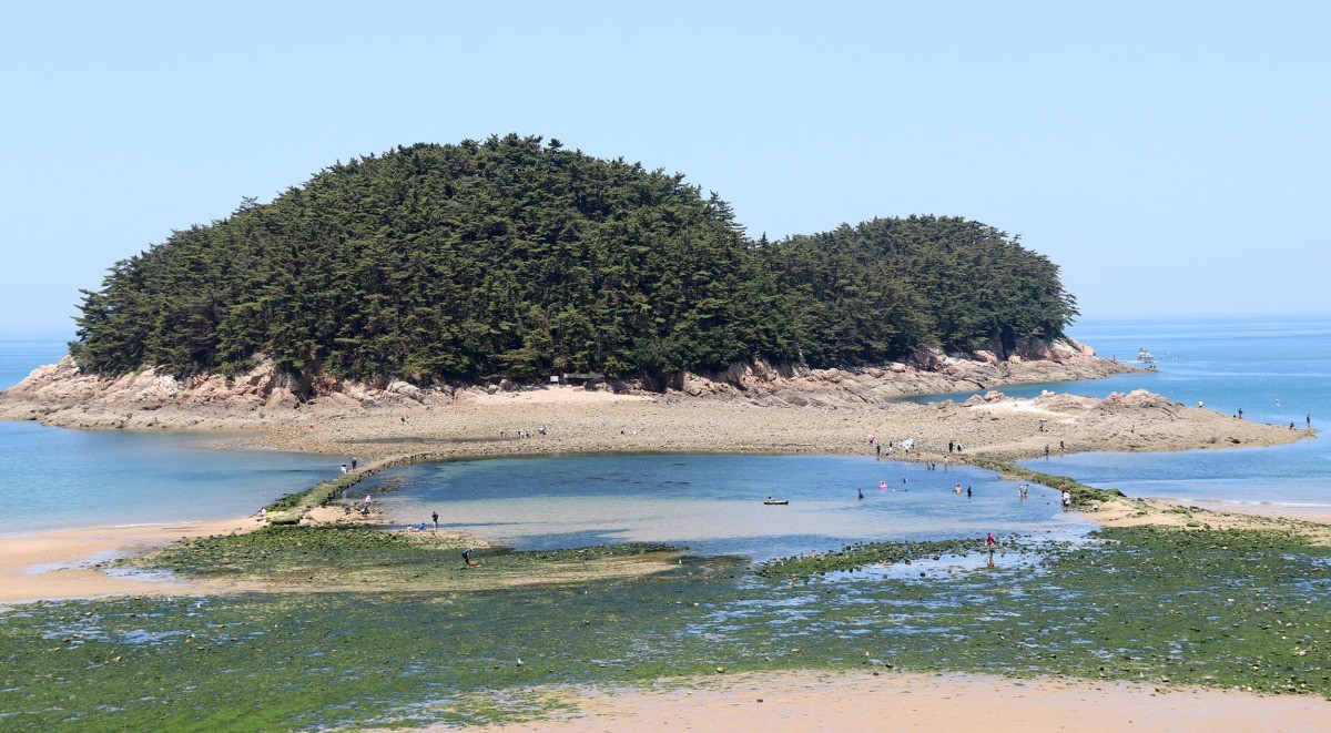 충남 태안군 소원면 천리포해수욕장 앞 바닷길이 활짝 열렸다. / 연합뉴스