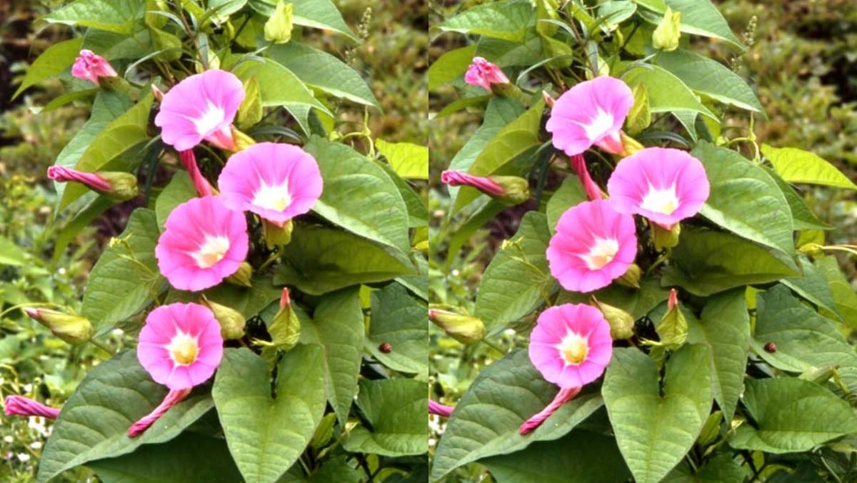 많은 이들이 나팔꽃과 자주 헷갈려하는 꽃, 메꽃. / 한국자생식물보존회