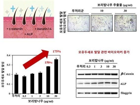 보리밥나무 추출물 투여 세포 실험 내용. 국내 자생식물인 보리밥나무가 모발 성장·발달에 중요한 역할을 하는 모유두세포를 강화해 탈모를 예방하는 효과가 있다는 연구 결과가 나왔다. / 국립산림과학원 제공
